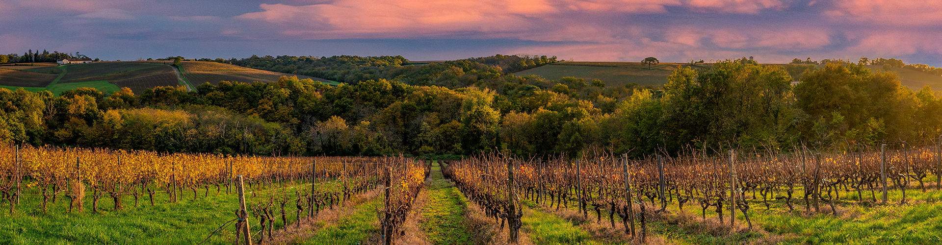 Bordeaux Wines