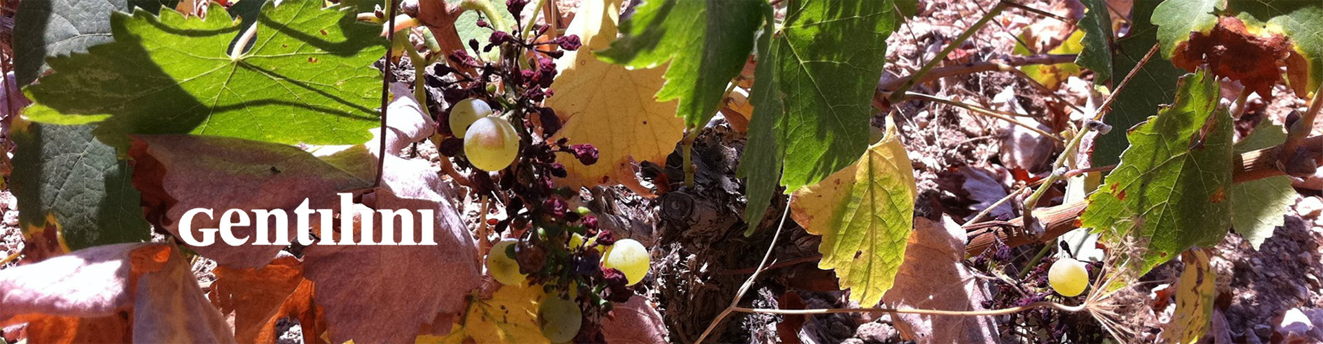 Gentilini Winery & Vineyards