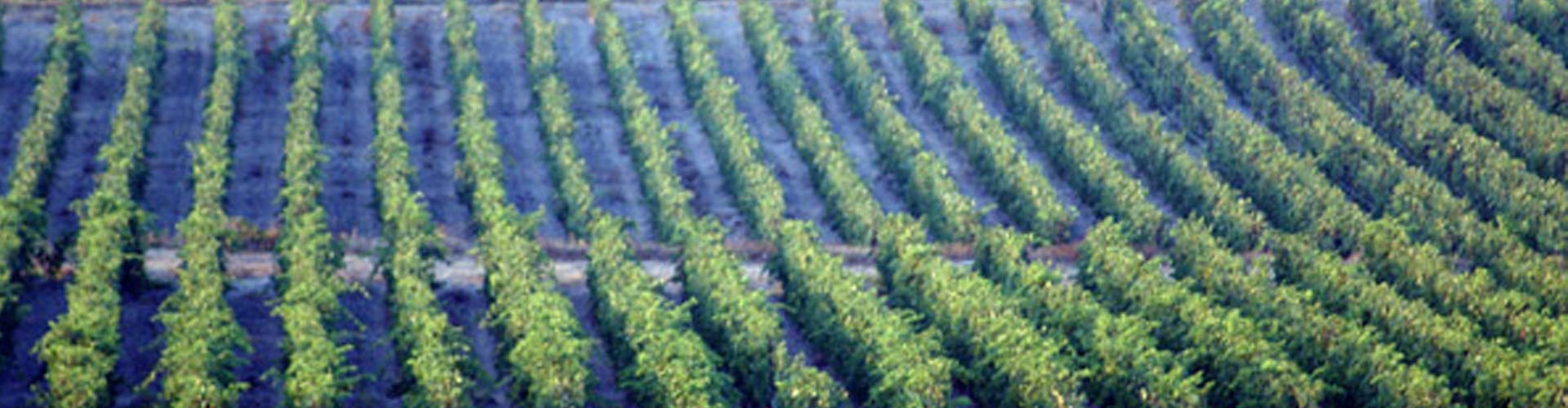 Domaine Sigalas