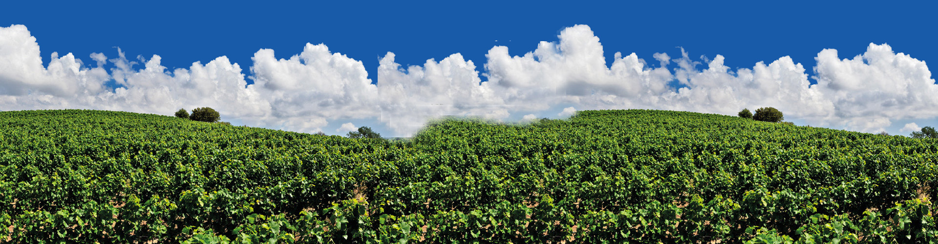 Antonopoulos Vineyards
