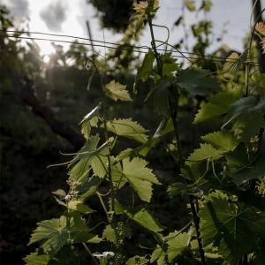 Il Falchetto Brachetto d' Acqui | Brachetto d' Acqui DOCG Ερυθρός Γλυκύς Ημιαφρώδης (2023) 750ml | Tenuta Il Falchetto