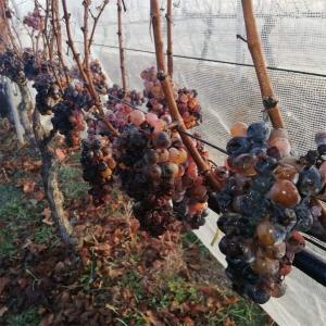 Χρυσογέρακας | ΠΓΕ Φλώρινα Λευκός Γλυκύς Gewurztraminer Μαλαγουζιά (2017) 500ml | Κυρ Γιάννη