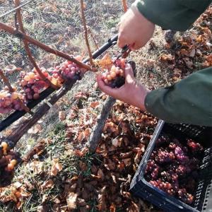 Χρυσογέρακας | ΠΓΕ Φλώρινα Λευκός Γλυκύς Gewurztraminer Μαλαγουζιά (2017) 500ml | Κυρ Γιάννη