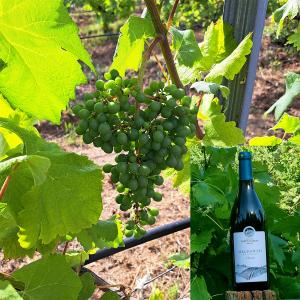Malagouzia Classic Porto Carras | PGI Halkidiki Dry White Wine (2023) Organic 750ml | Domaine Porto Carras