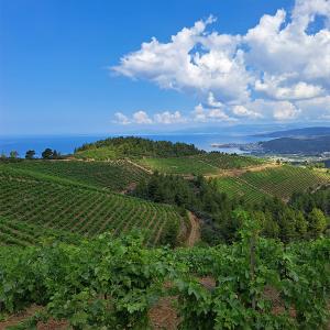 Malagouzia Classic Porto Carras | PGI Halkidiki Dry White Wine (2023) Organic 750ml | Domaine Porto Carras